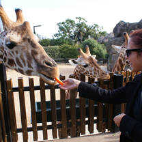 CAPA Study Abroad Summer Sydney Global Business Institute Student Feeing Giraffe