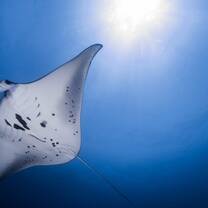 Manta Identification