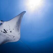Manta Identification
