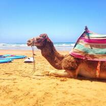 Surflessons in morocco