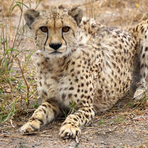 Cheetah