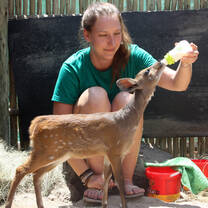 Volunteer feeding an antelope