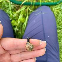 Close-up of a snail in its natural habitat during an ecology field study in an international program