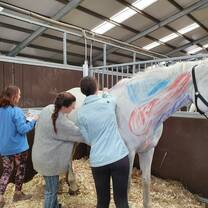 Student carefully grooming a horse, brushing its coat and mane as part of hands-on equine care in Scotland’s summer program.