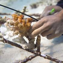 Attaching corals of opportunity to hex domes on our coral restoration site