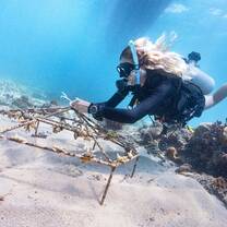 Attaching baby corals to hex domes at our coral restoration site