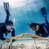 Attaching baby corals to hex domes at our coral restoration site