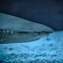 Reef shark spotted by Gili Shark Conservation
