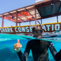 Shark research in Indonesia