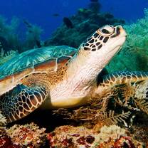 Green turtle