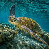 Help us identifying all the turtles around the Gili Islands