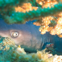 White tip reef shark