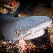 White tip reef shark