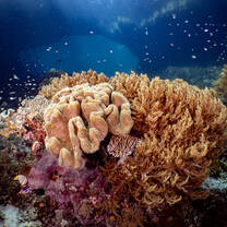 Reef shot by Gili Shark Conservation