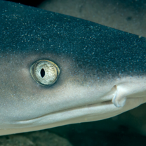 White tip reef shark