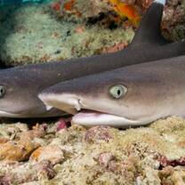 White tip reef shark