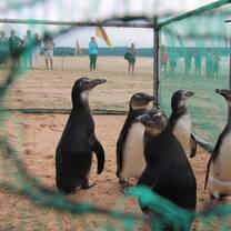 Rehabilitated African penguin rewilding