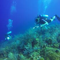 Underwater Photography & Reef Conservation in Cayman Islands