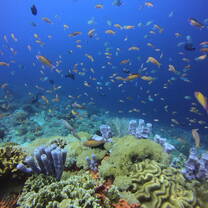 Coral Reefs