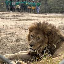 Children learning about the protection of lions
