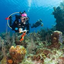 Marine Volunteering in Cayman Islands