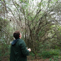 Fieldwork with the Black-&-Gold Howlers in the forests around Pilar