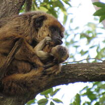Black-&-Gold Howler Monkeys