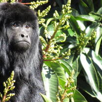 Black-&-Gold Howler Monkeys
