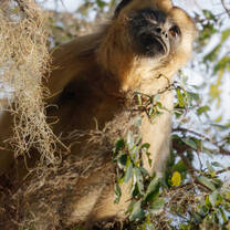Black-&-Gold Howler Monkeys