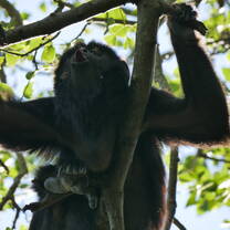 Black-&-Gold Howler Monkeys