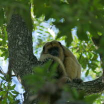 Black-&-Gold Howler Monkeys