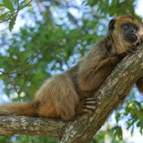 Black-&-Gold Howler Monkeys