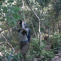 Fieldwork with the Black-&-Gold Howlers in the low-human impact fieldsite