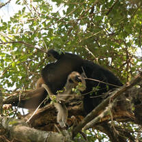 Black-&-Gold Howler Monkeys