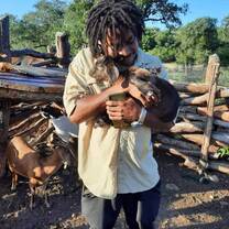 Goats