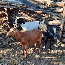 Goats