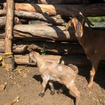 Goats