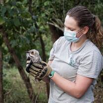 Rescued owl at Liliongwe Wildlife Centre