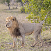 A male lion marks his territory as he walks past a game viewer.