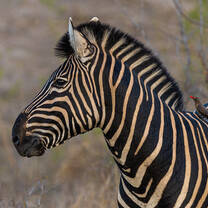 A zebra stallion stops eating to look towards a sound in the distance