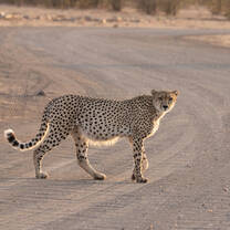 Cheetahs are one of the study animals you might focus on in the Wildlife Conservation program.