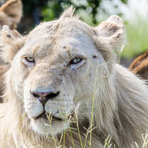 An elusive wild white lion - part of the famous South African Birmingham pride.