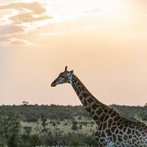 A giraffe walks across a wide open space in the African savanna