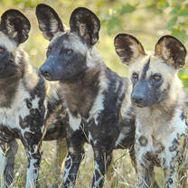 African wild dogs occasionally move through the landscape where our Wildlife Conservation Program is run.
