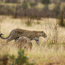 Leopards are a big cat that we focus on during Wildlife Conservation Program research