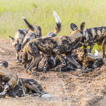 Wild dogs are a favorite endangered species in Africa.