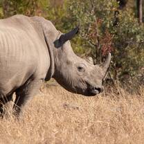 A white rhino looks towards the right side of the camera screen