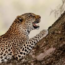 From big mammals like leopards to smaller creatures like snakes, you can learn about it all!