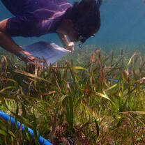 Volunteers help monitor the local seagrass beds, a critical marine habitat