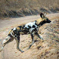 Opportunistic sighting of wild dogs by volunteers